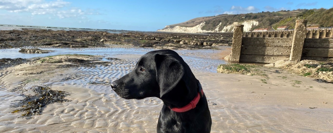 Dog friendly cottages in Sussex Eastbourne near beach, pier and Downs