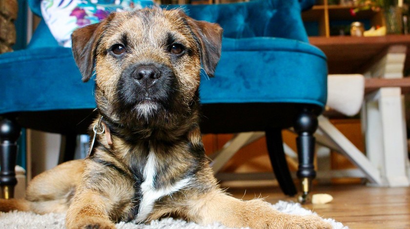 Dog friendly accommodation - with no compromise