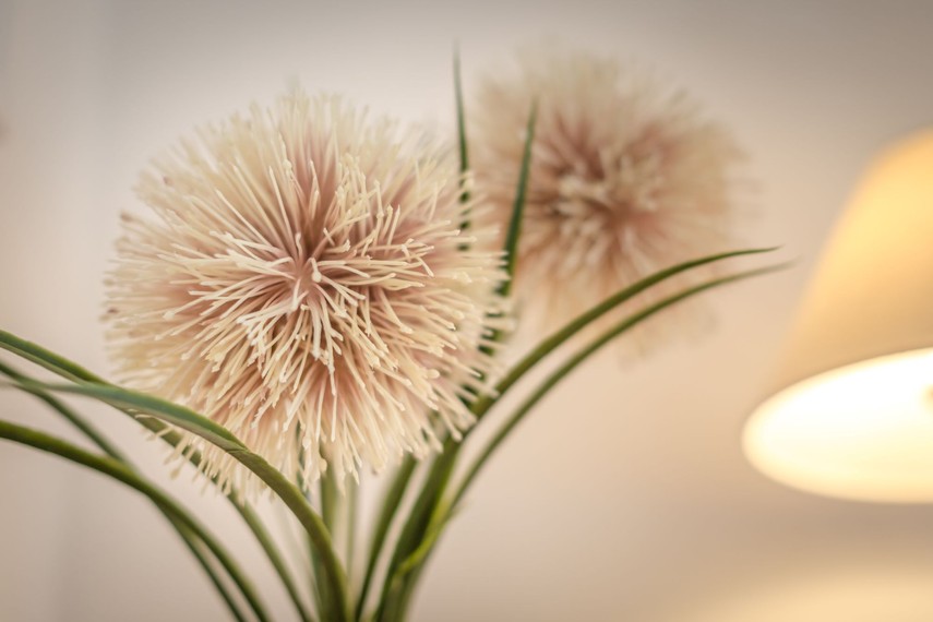 eastbourne apartment bedroom flower