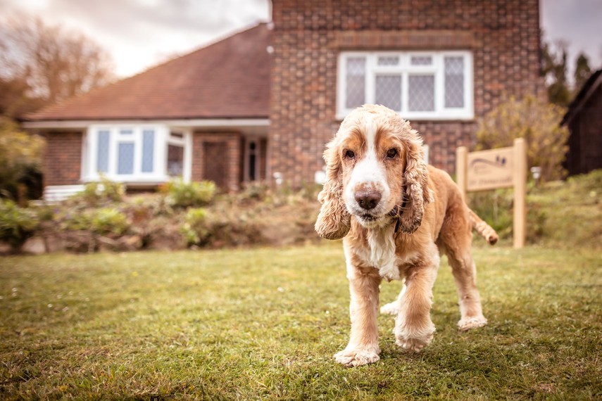 Dog friendly South Downs Way accommodation