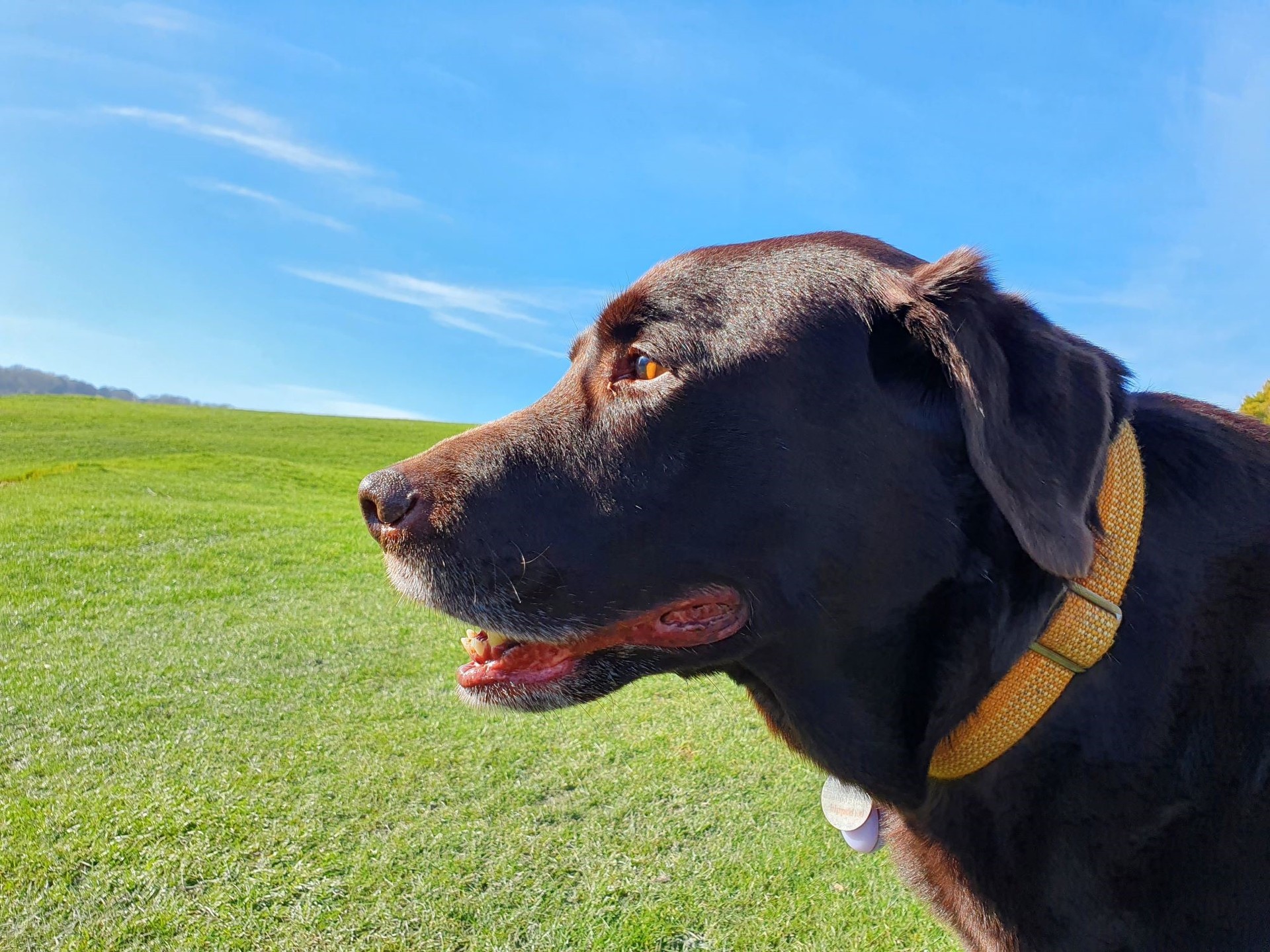 Dog friendly cottages in Sussex Archie