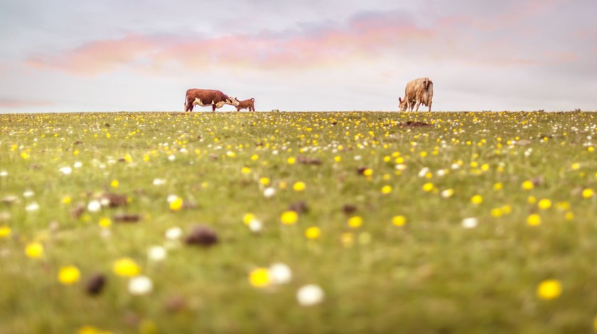 Stretch your legs and see the glorious sights around Eastbourne